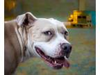 Adopt Bonnie a American Staffordshire Terrier