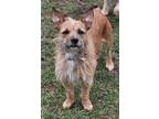 Adopt Pepper a Wire Fox Terrier, Cairn Terrier