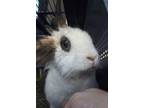 Adopt Happy a Angora Rabbit, Bunny Rabbit