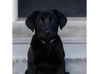 Adopt Star Humbracht a Chocolate Labrador Retriever