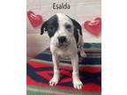 Adopt Esalda a Boxer, Terrier