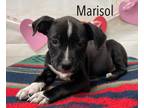 Adopt Marisol a Boxer, Terrier