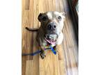 Adopt Bella a Terrier, Yellow Labrador Retriever