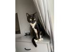 Adopt Lucy 3 a Domestic Short Hair
