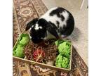 Adopt Momo a French Lop