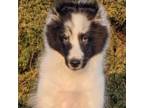 Shetland Sheepdog Puppy for sale in Ardmore, OK, USA