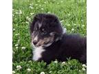 Shetland Sheepdog Puppy for sale in Ardmore, OK, USA