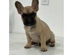 French Bulldog Puppy for sale in Miami, FL, USA