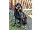 Adopt Quincy a Irish Wolfhound, Mixed Breed