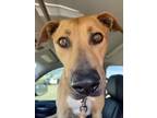 Adopt Mavis a Black Mouth Cur