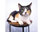 Adopt Mia a Domestic Short Hair