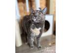 Adopt Darla a Domestic Short Hair