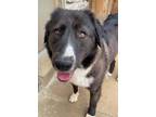 Adopt Abracadabra a Great Pyrenees, Border Collie