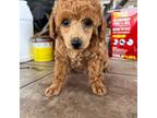 Mutt Puppy for sale in Houma, LA, USA