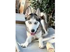 Adopt Prima! Needs a foster/adopter! a Husky, German Shepherd Dog