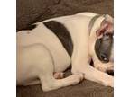 Boston Terrier Puppy for sale in Chehalis, WA, USA