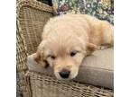 Golden Retriever Puppy for sale in Silverton, OR, USA