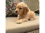 Golden Retriever Puppy for sale in Silverton, OR, USA