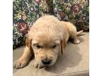 Golden Retriever Puppy for sale in Silverton, OR, USA
