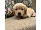 Golden Retriever Puppy for sale in Silverton, OR, USA