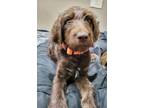 Adopt Chloe a Labradoodle