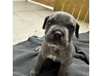 Cane Corso Puppy for sale in Newark, OH, USA