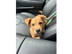 Adopt Cupid a Australian Shepherd, Australian Cattle Dog / Blue Heeler