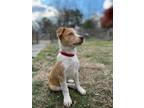 Adopt Amore a Australian Shepherd, Australian Cattle Dog / Blue Heeler