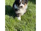 Australian Shepherd Puppy for sale in Moxee, WA, USA