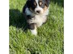 Australian Shepherd