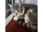 Adopt Lily a Domestic Short Hair