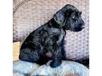 Schnauzer (Giant) Puppy for sale in Jacksboro, TX, USA