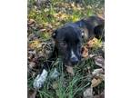 Adopt 611 : Eleven a Labrador Retriever