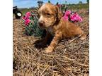 Cocker Spaniel Puppy for sale in Ambrose, GA, USA