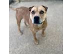 Adopt Molly Molly a Shar-Pei