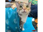 Adopt Tinker a Domestic Short Hair