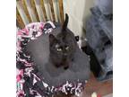 Adopt Trinity a Domestic Short Hair