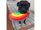 Adopt Kono a American Staffordshire Terrier