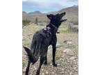 Adopt Susie Q - Located in NV a Dutch Shepherd, Belgian Shepherd / Malinois