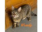 Adopt Wendy (affectionate, beautiful torbie now at The Kitten Around Cat Lounge)