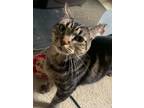 Adopt Maggie Lou a Domestic Short Hair