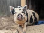 Adopt Olivia a Pig