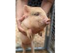 Adopt Rosie a Pig