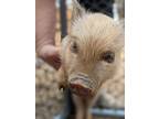 Adopt Patty a Pig