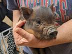 Adopt Sarah a Pig