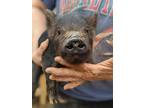 Adopt Lourdes a Pig