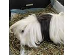 Adopt Ruthie a Guinea Pig