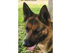 Adopt Athena a German Shepherd Dog