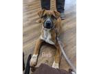 Adopt Queen Barb a Black Mouth Cur