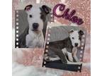 Adopt Chloe a Pit Bull Terrier